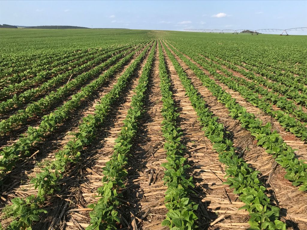 Soya after maize