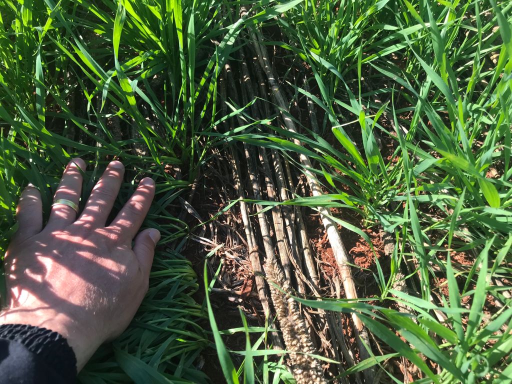 Wheat after soya/ millet