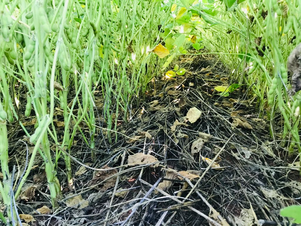 Soya in the reproductive period after oats