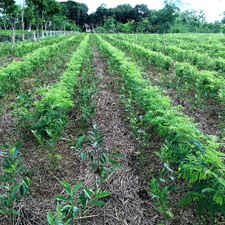How we grow & nurture tea plants