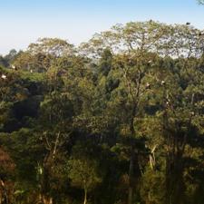 International Day of Forests