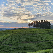 Less Chemicals in Tea