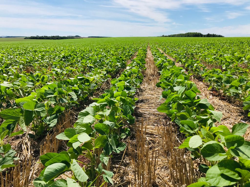 Soya after wheat